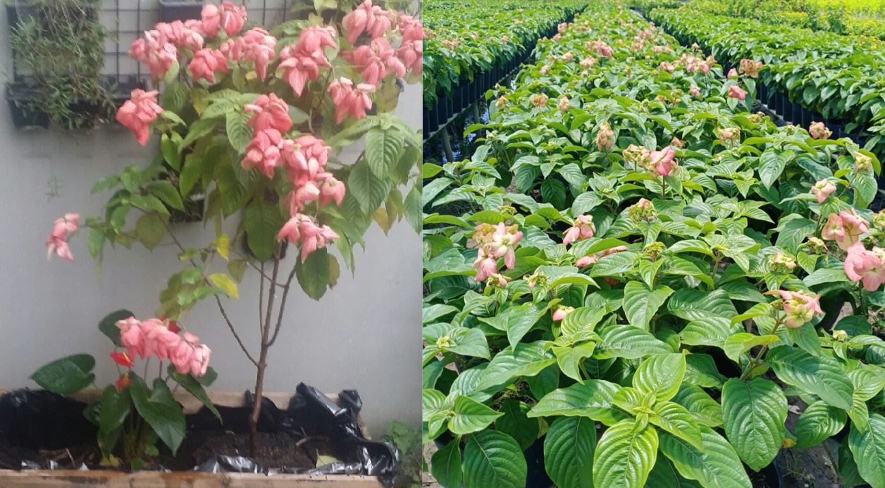 Cách trồng cây Bướm Hồng